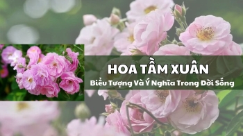 Hoa Tầm Xuân - Biểu Tượng Và Ý Nghĩa Trong Đời Sống